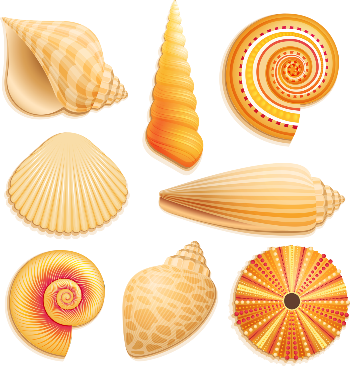 Assorted Seashell Illustrations PNG