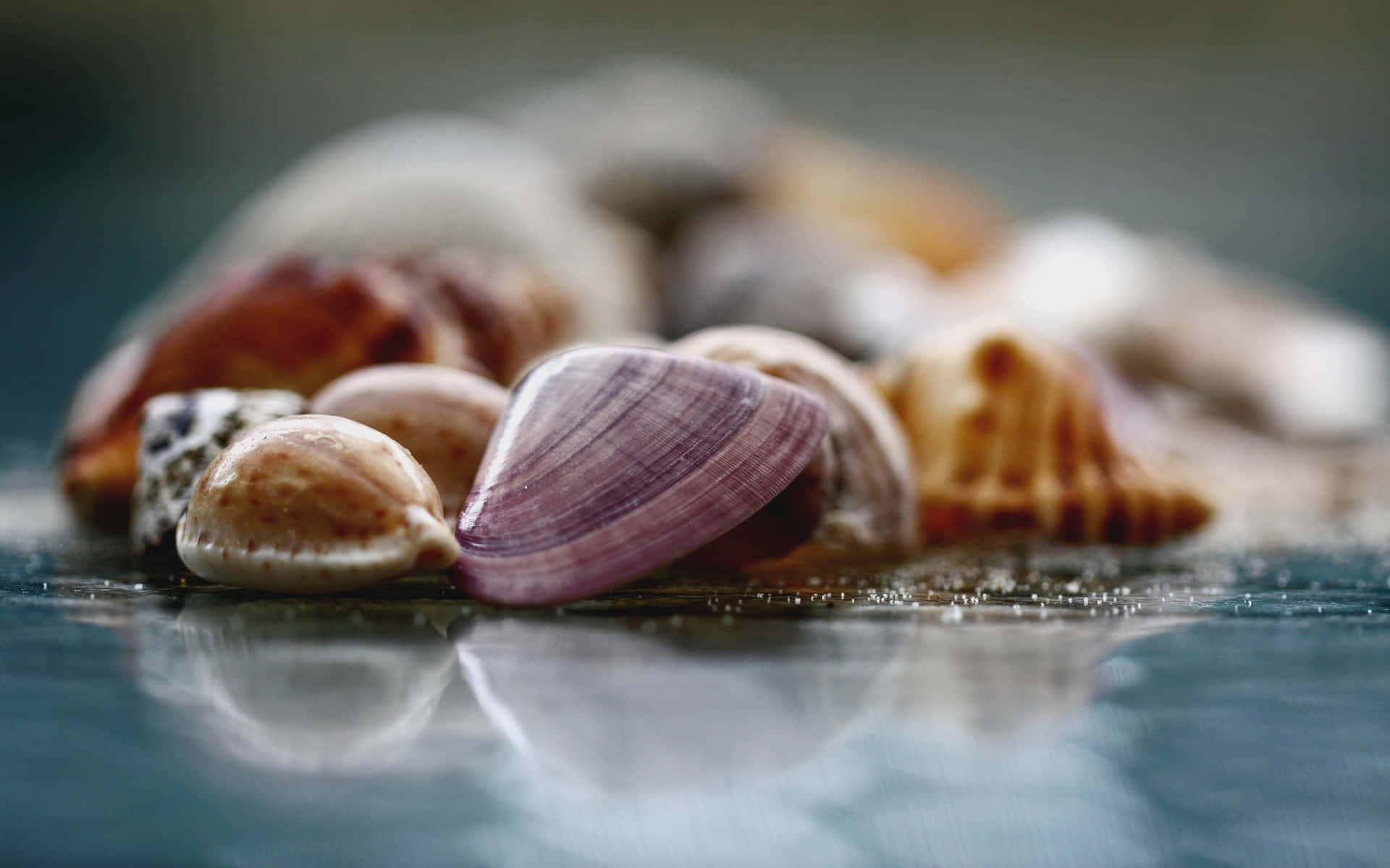 Assorted Seashells Closeup Wallpaper