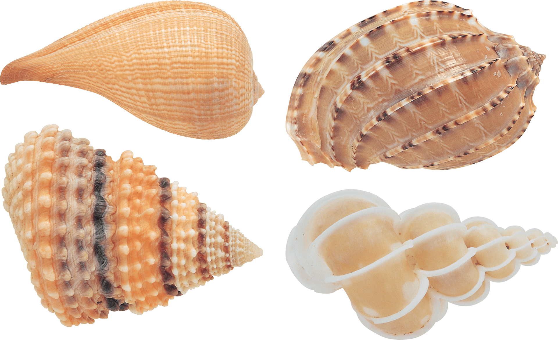 Assorted Seashells Collection PNG