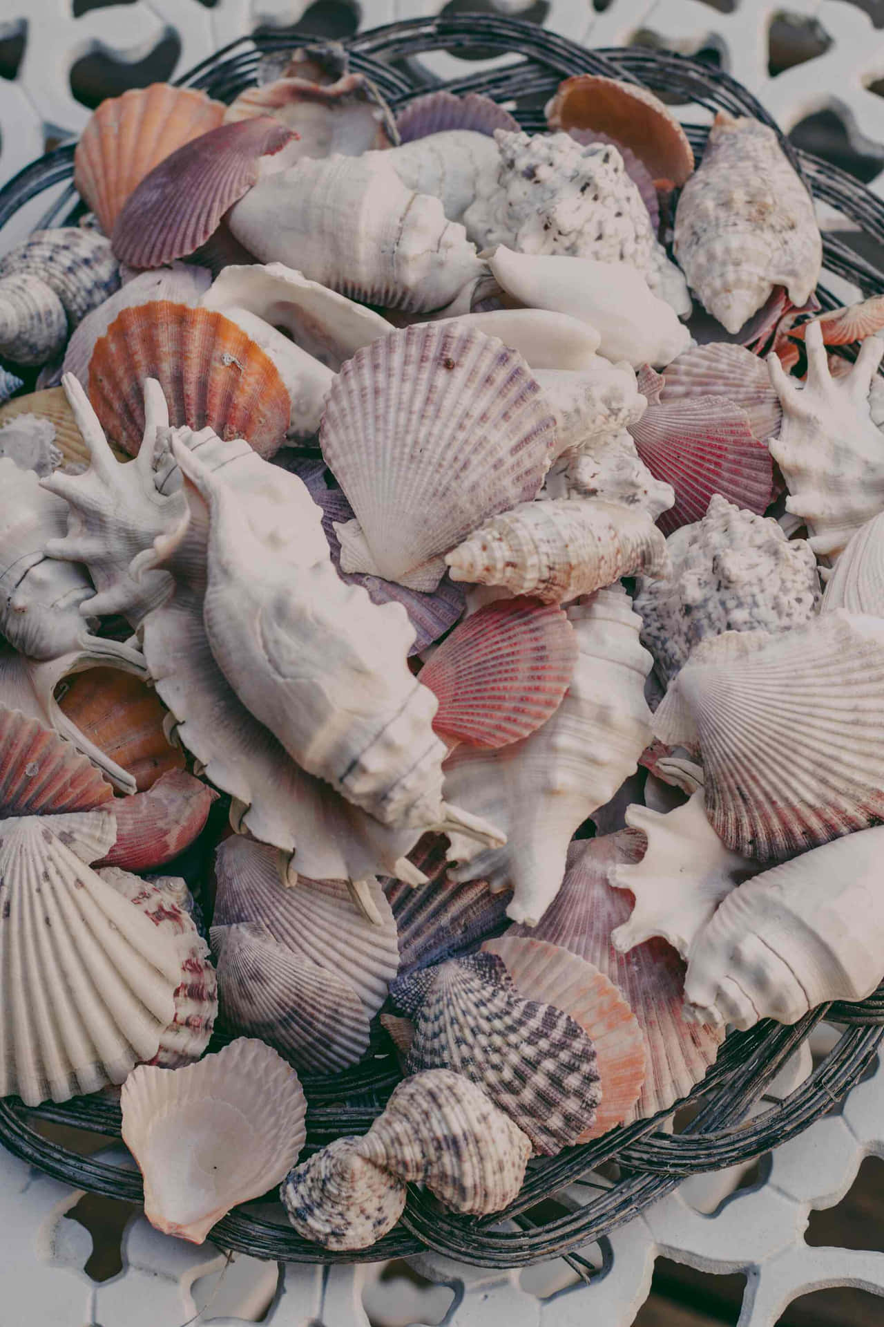 Assorted Seashells Collection Wallpaper