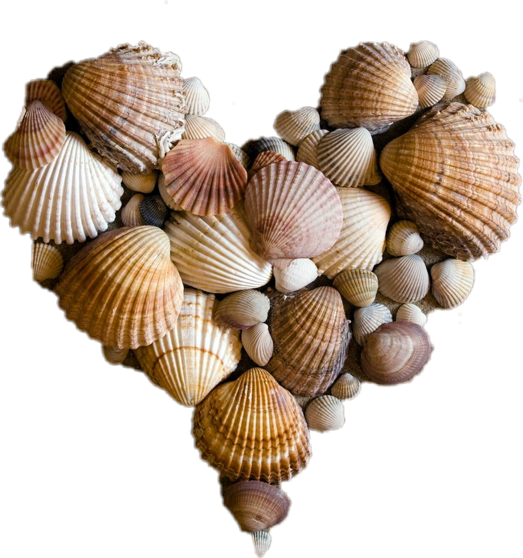 Assorted Seashells Heart Shape PNG