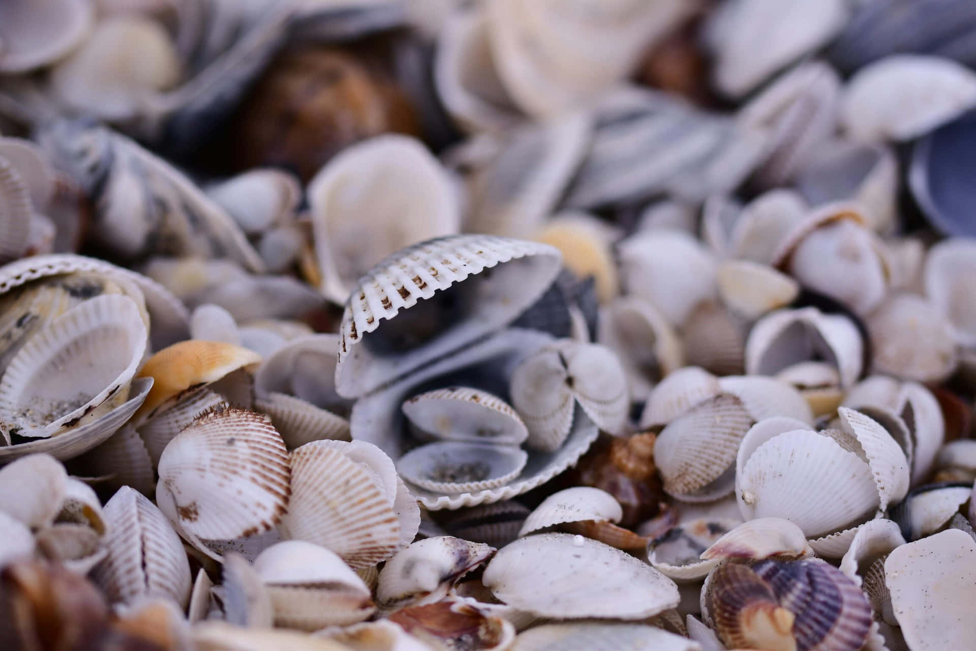 Assorted Seashells Texture Wallpaper