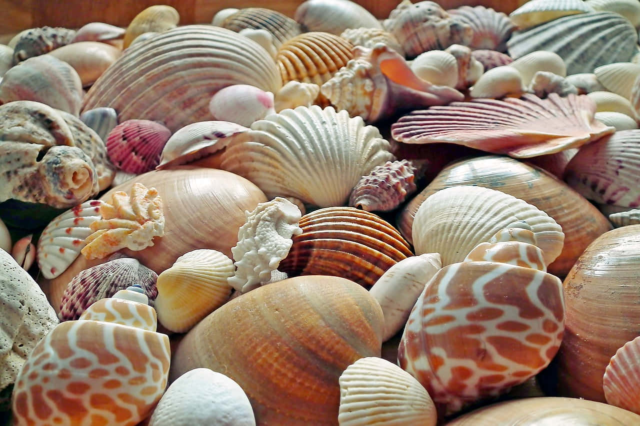 Assorted Seashells With Nice Patterns Background