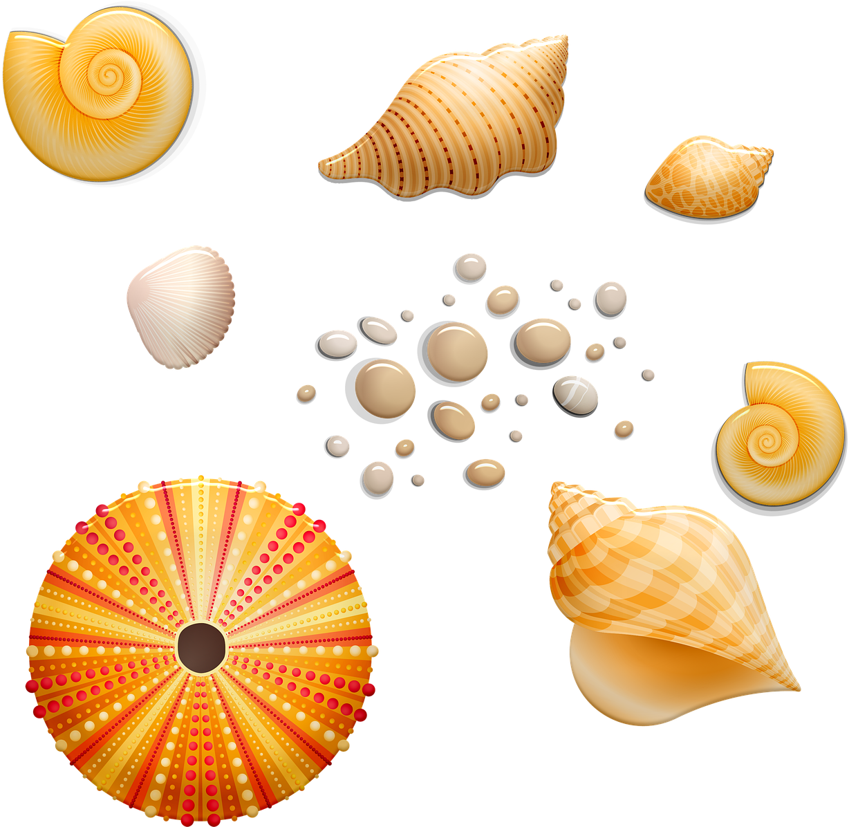 Assorted Seashellsand Sand Collection PNG
