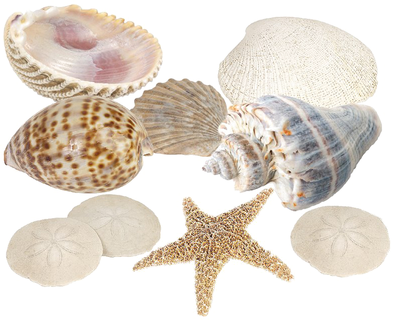 Assorted Seashellsand Starfish Collection PNG
