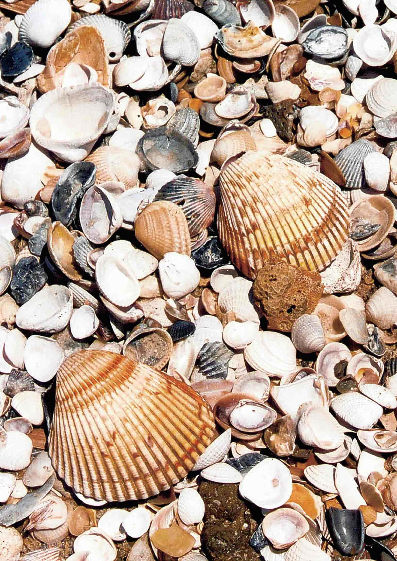 Assorted Seashellson Beach Wallpaper