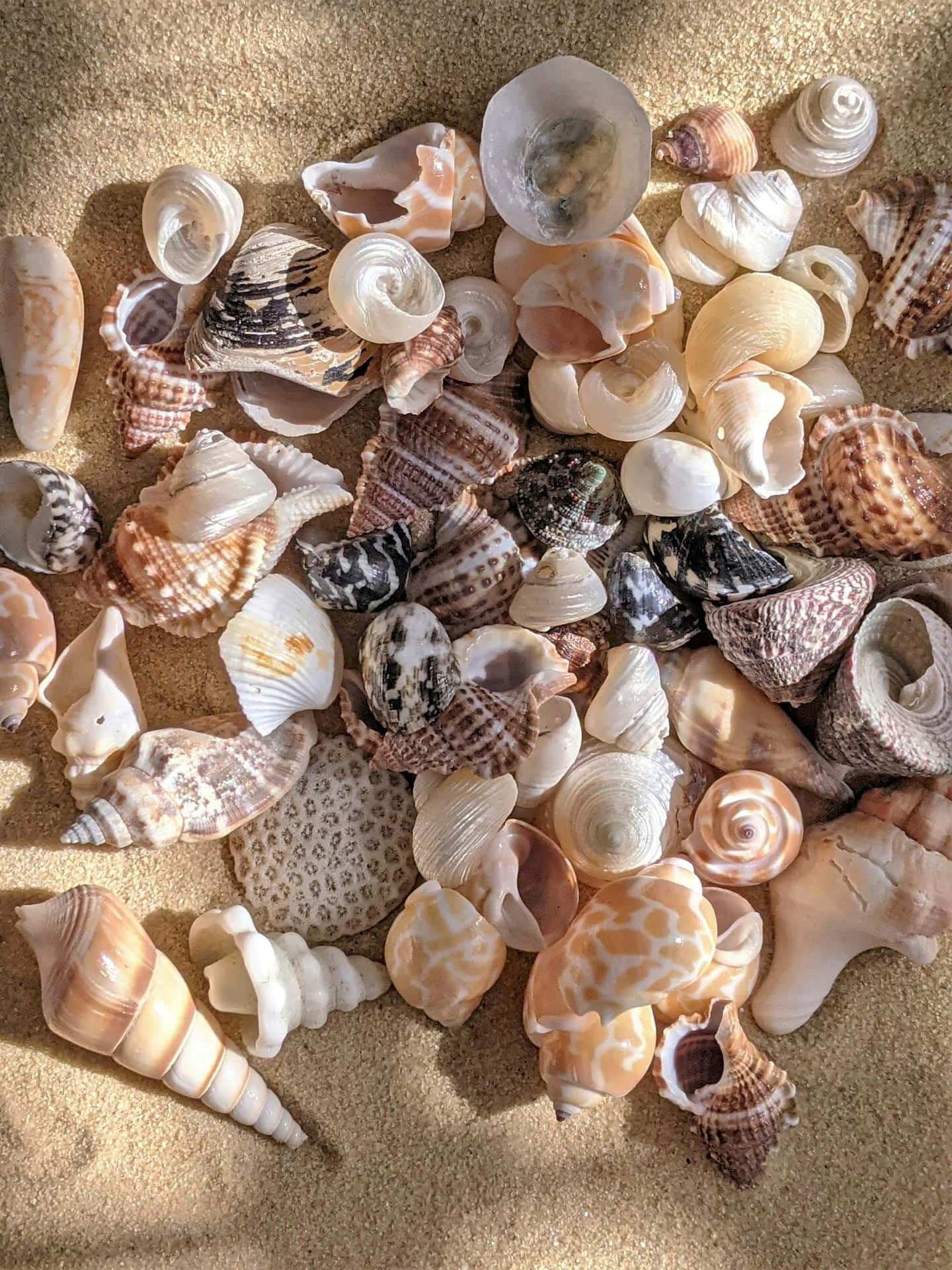Assorted Seashellson Sand Texture Wallpaper