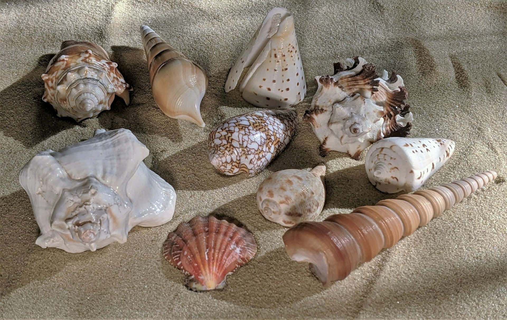 Assorted Seashellson Sand Wallpaper