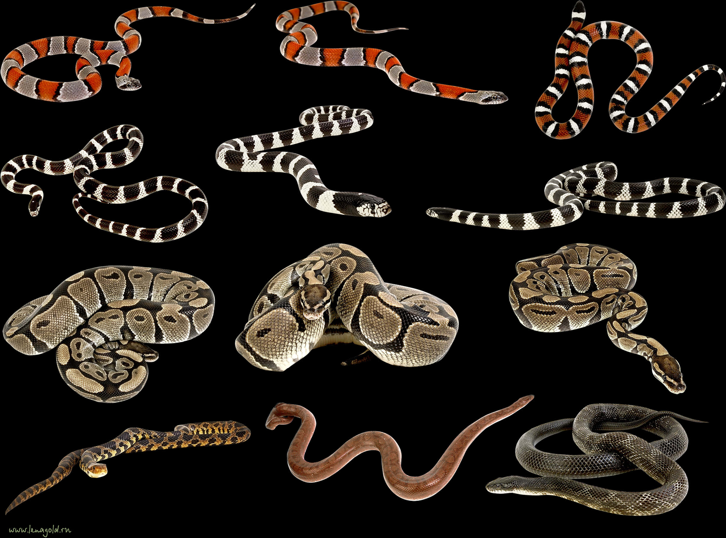 Assorted Snake Species Collection PNG