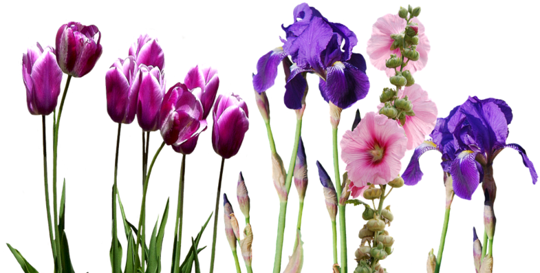 Assorted Spring Flowers Transparent Background PNG