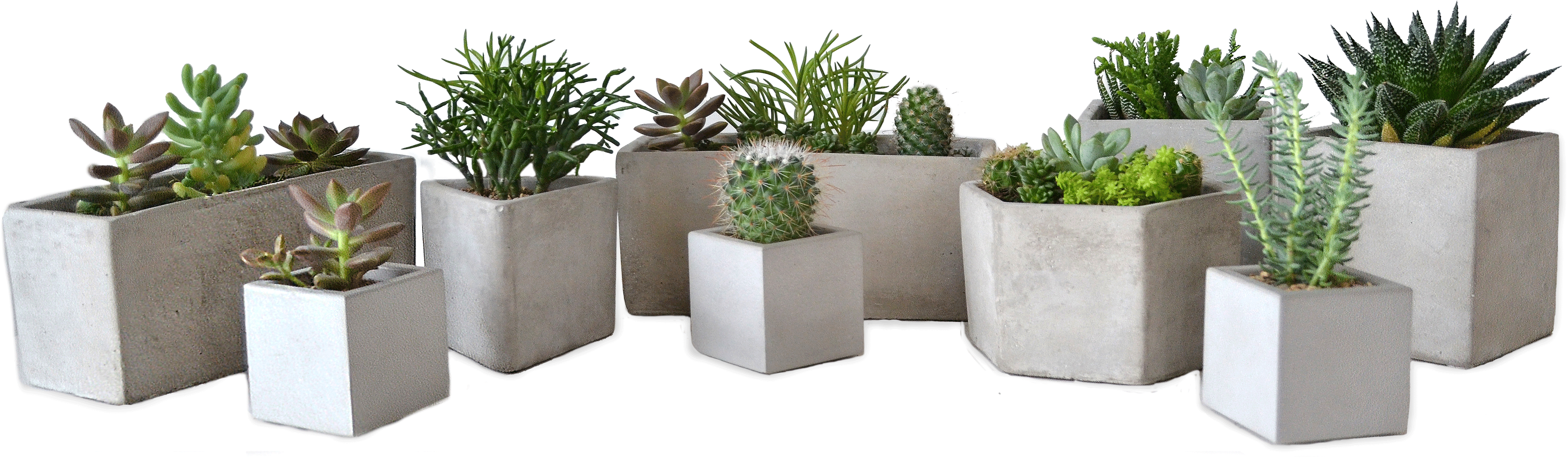 Assorted Succulentsin Concrete Planters PNG