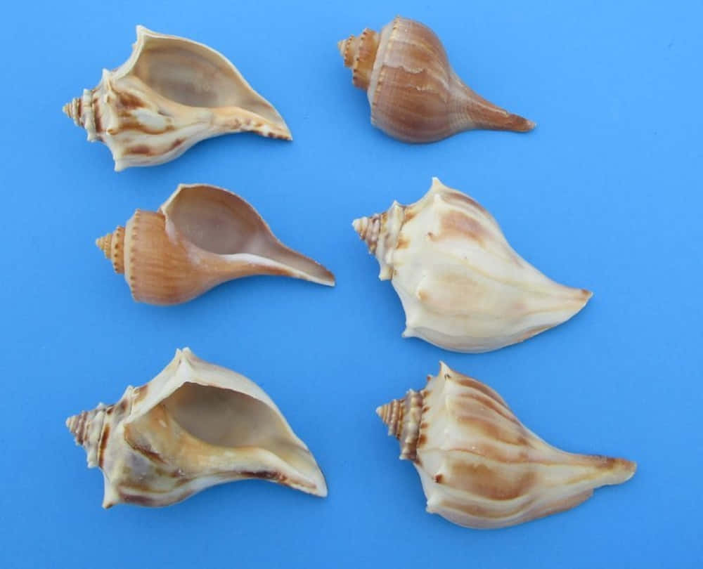 Assorted Whelk Shellson Blue Background Wallpaper