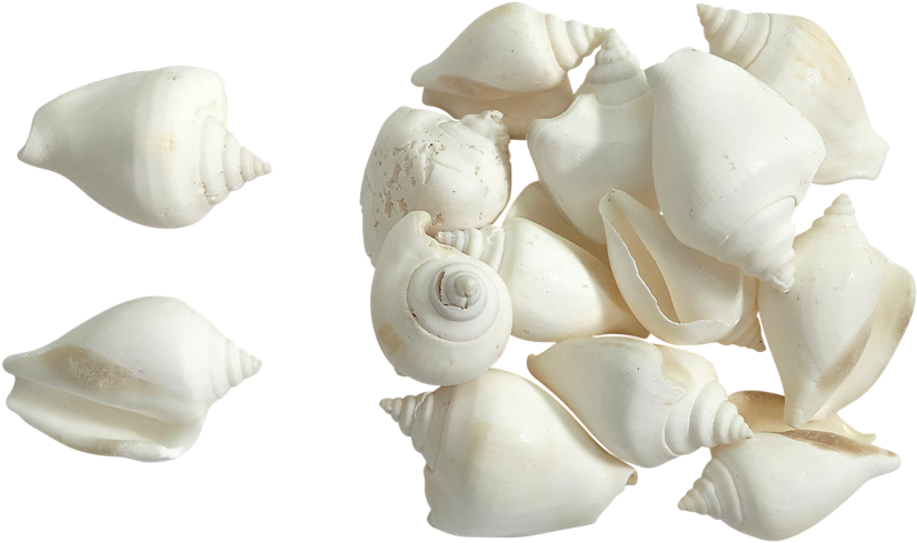 Assorted White Seashells Transparent Background PNG