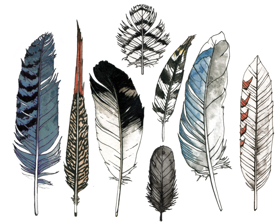 Assorted_ Feather_ Collection_ Illustration PNG