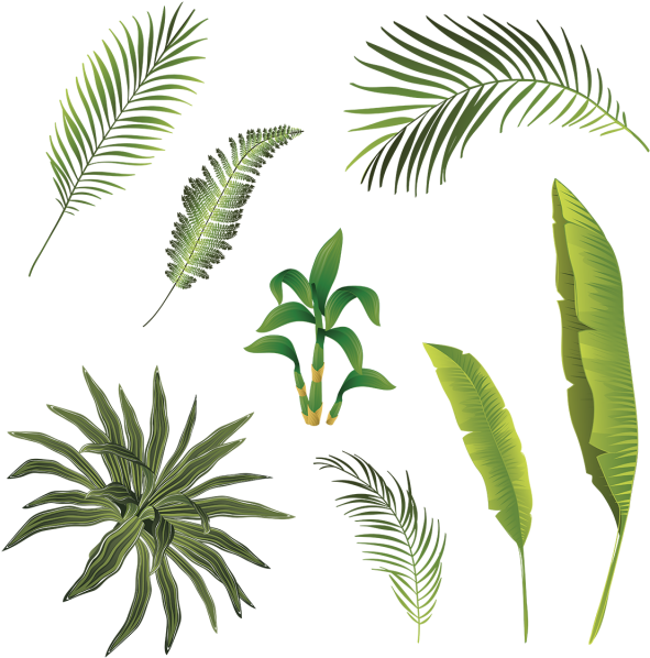 Assorted_ Tropical_ Palm_ Leaves PNG