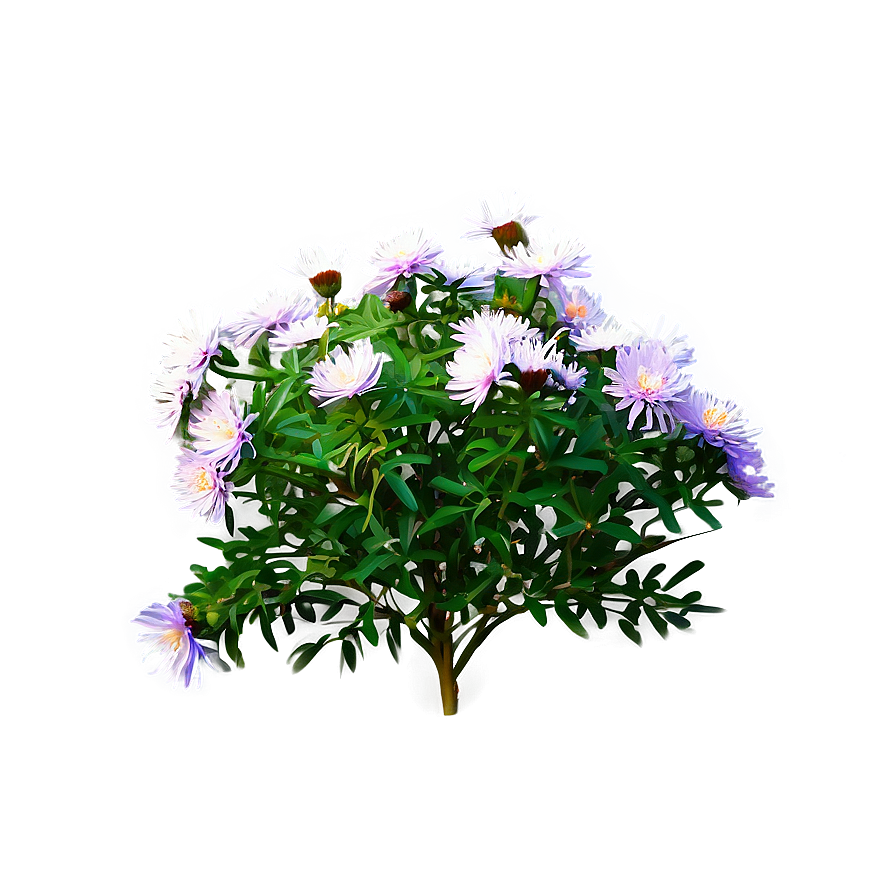 Aster Flower Bush Png 06122024 PNG