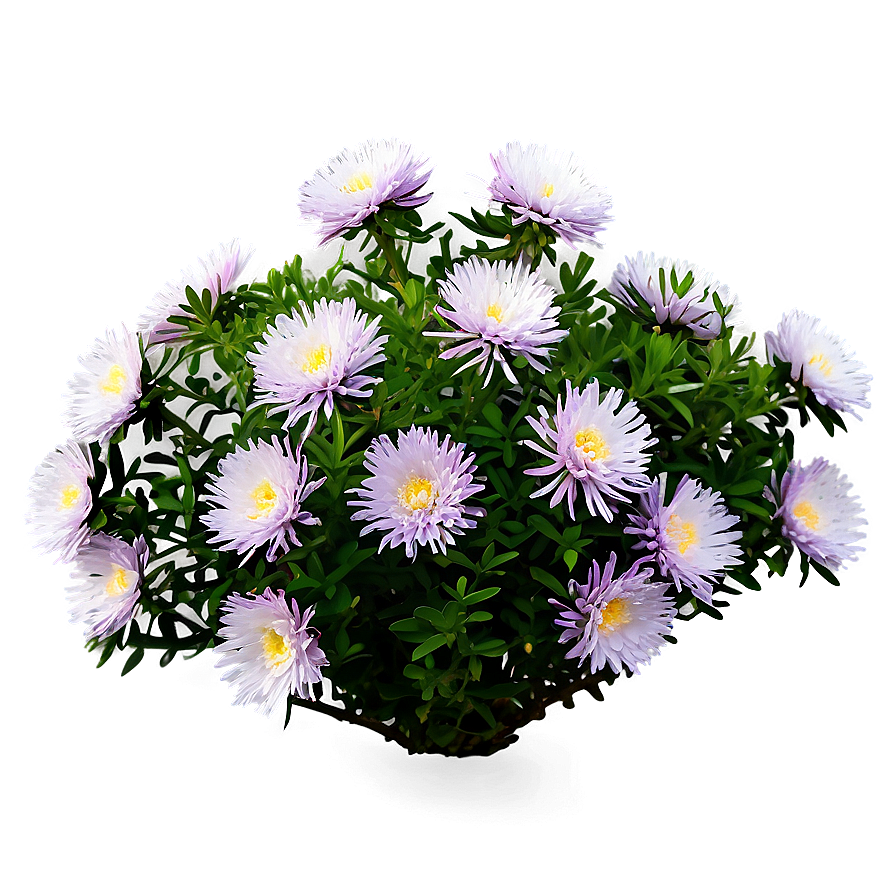 Aster Flower Bush Png 06122024 PNG