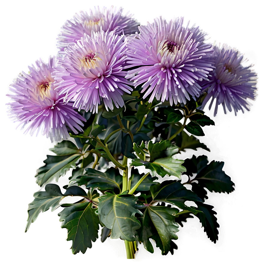 Aster Flower Bush Png 73 PNG