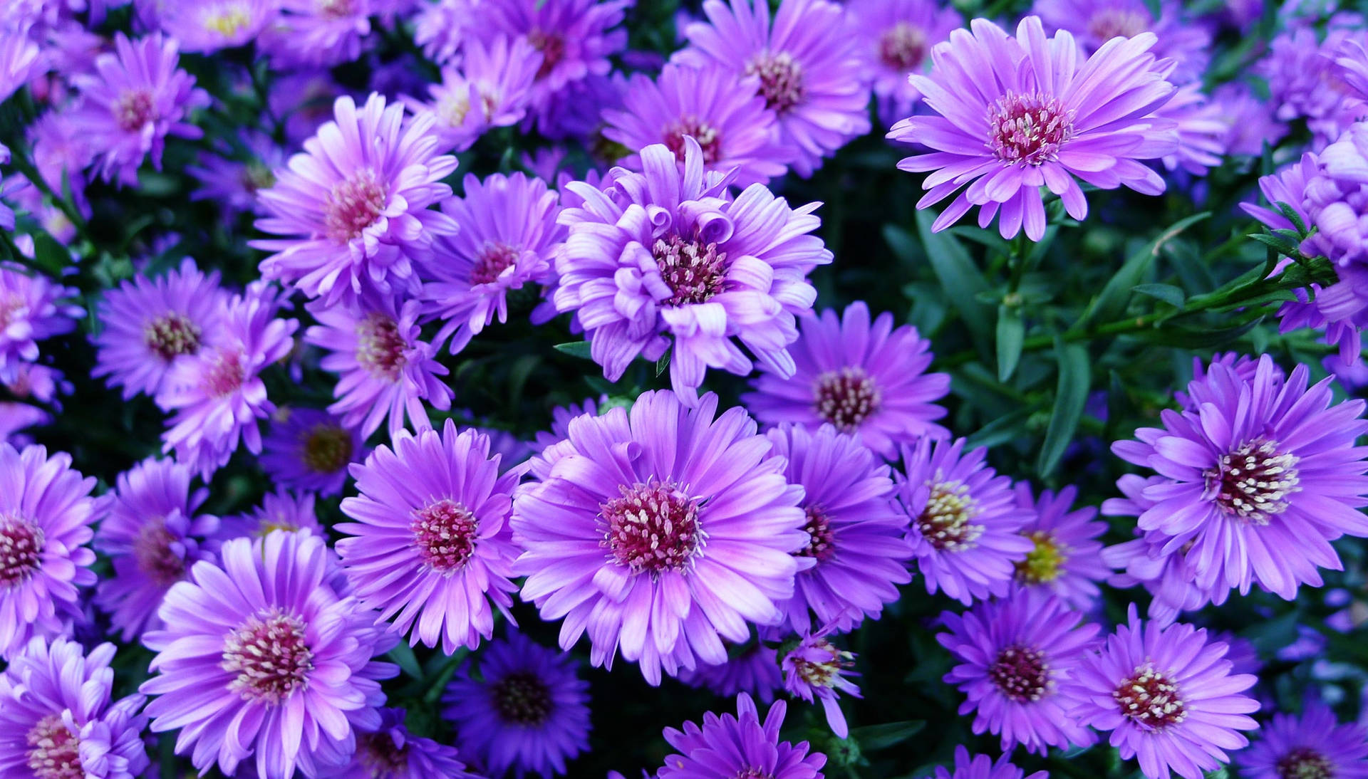 Aster Purple Flowers Summer Field Background