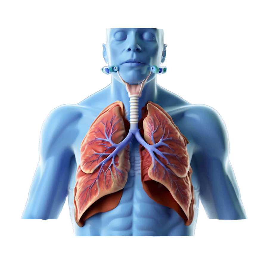 Asthma And Respiratory System Png Jma80 PNG