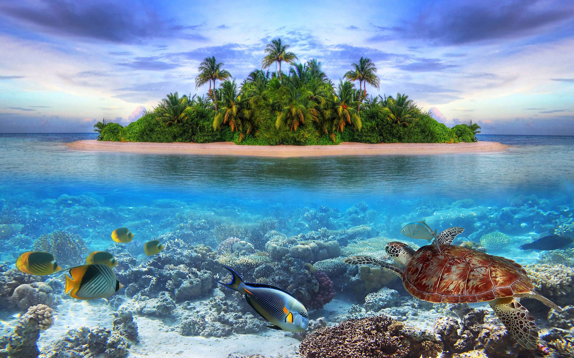 Astonishing Marine Life Tropical Desktop Wallpaper