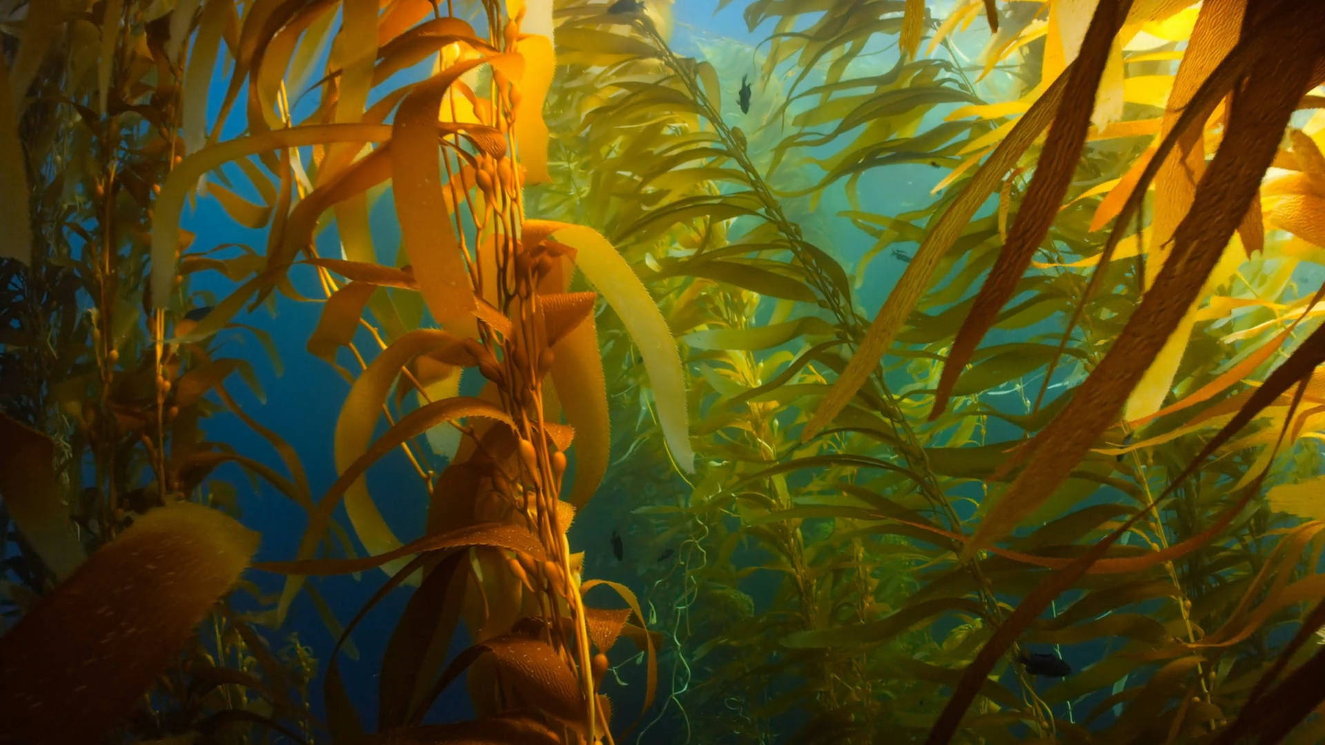 Stupefacentepiantagione Di Seaweed E Kelp Sottomarina Sfondo