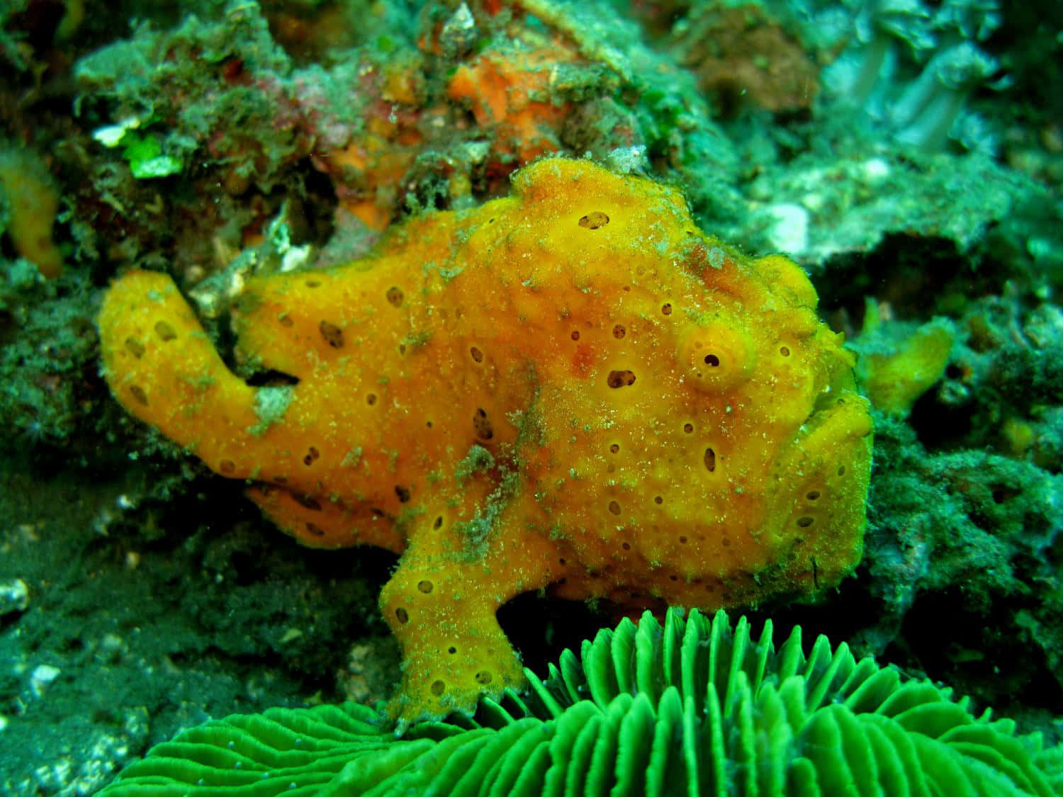 Astonishing Underwater Shot Of A Vibrant Frogfish Wallpaper