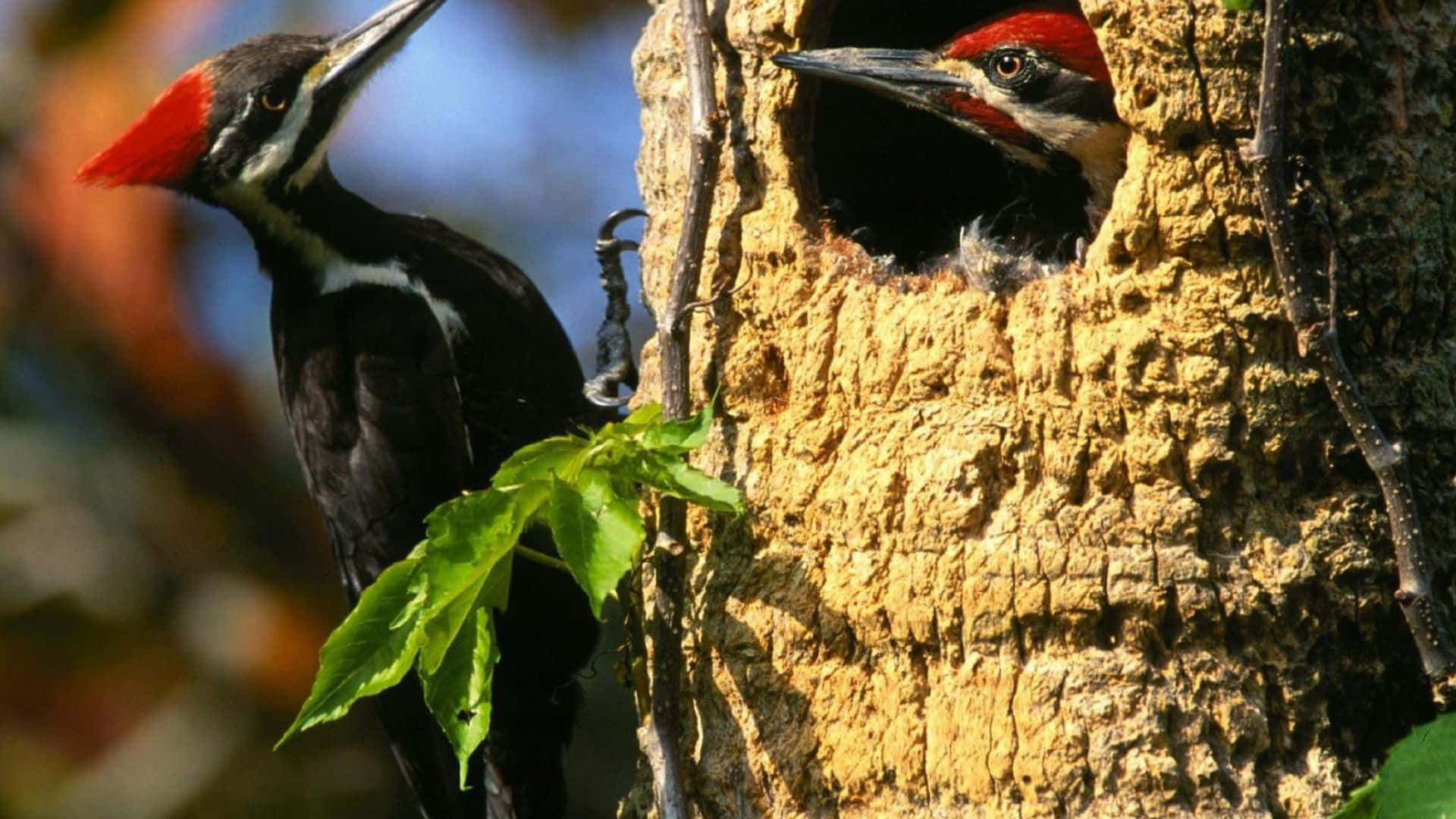Astonishing Woodpecker Posing On A Tree Bark Wallpaper