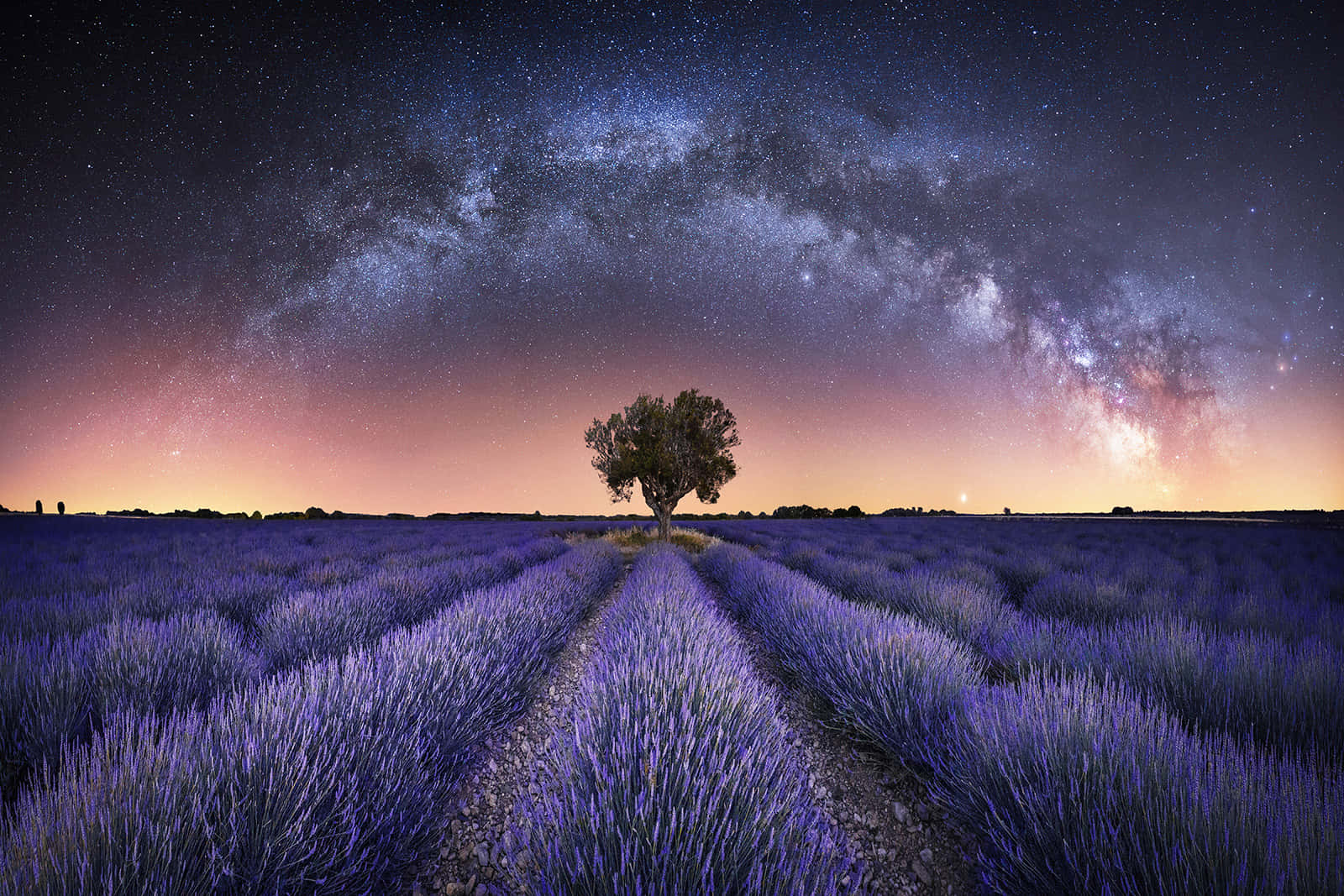 Purple Grass Field Astronomy Picture
