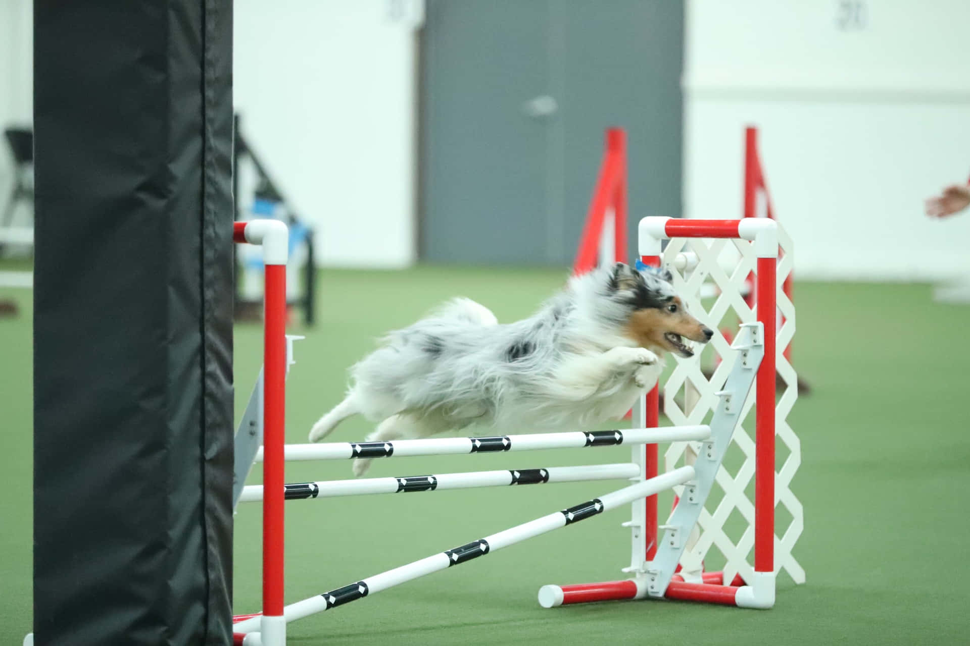 Athlete Dog Catching Frisbee In Mid-air Wallpaper