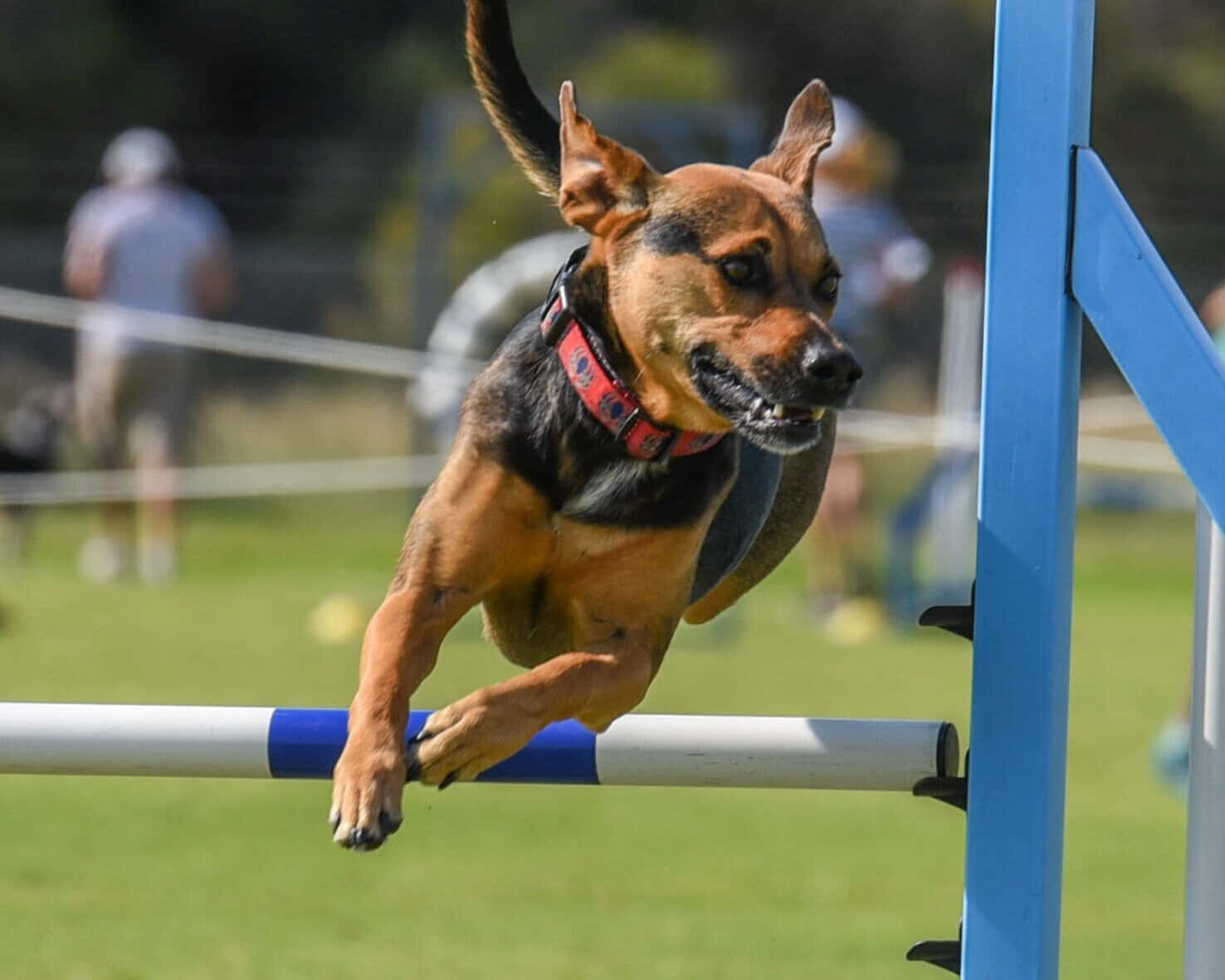 Athletic Dog Catching Frisbee In Mid-air Wallpaper