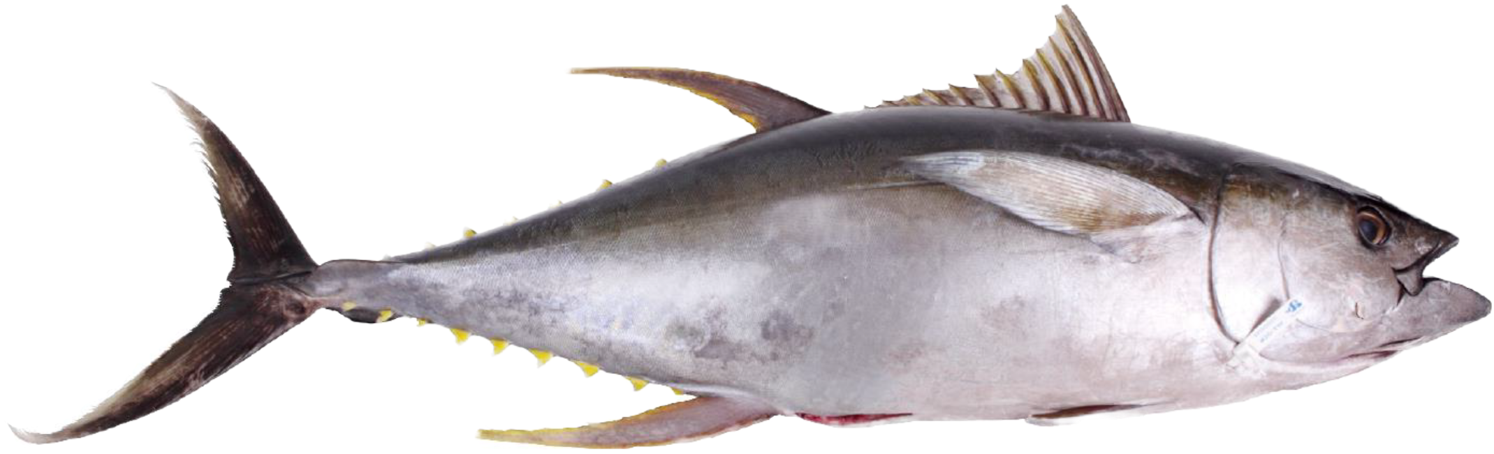 Atlantic Bluefin Tuna PNG