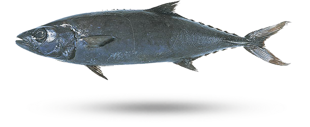 Atlantic Bluefin Tuna Illustration PNG