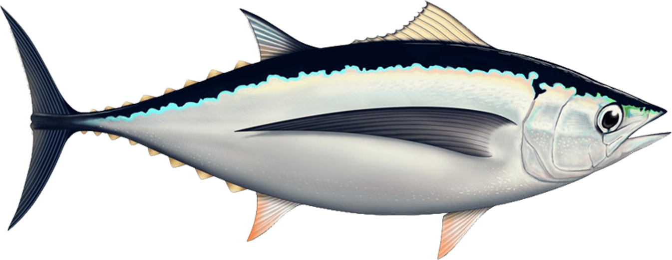 Atlantic Bluefin Tuna Illustration PNG