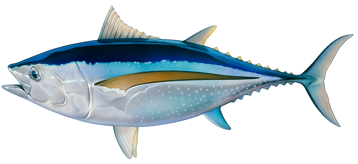 Atlantic Bluefin Tuna Illustration PNG