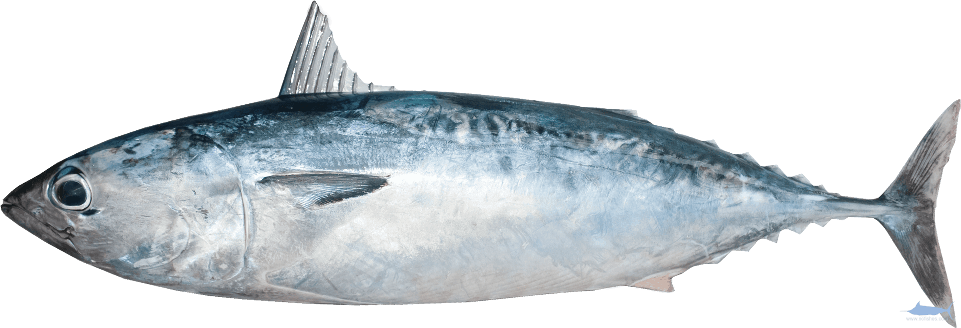 Atlantic Bluefin Tuna Side View PNG