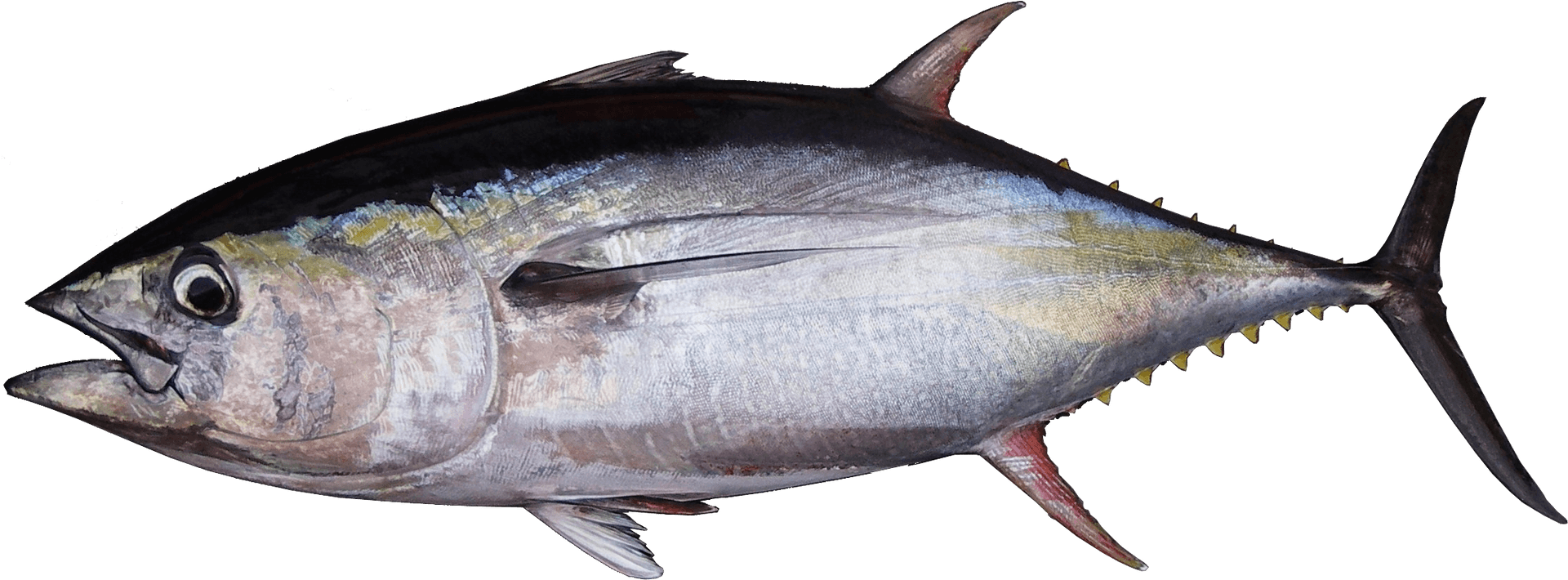 Atlantic Bluefin Tuna Side View PNG