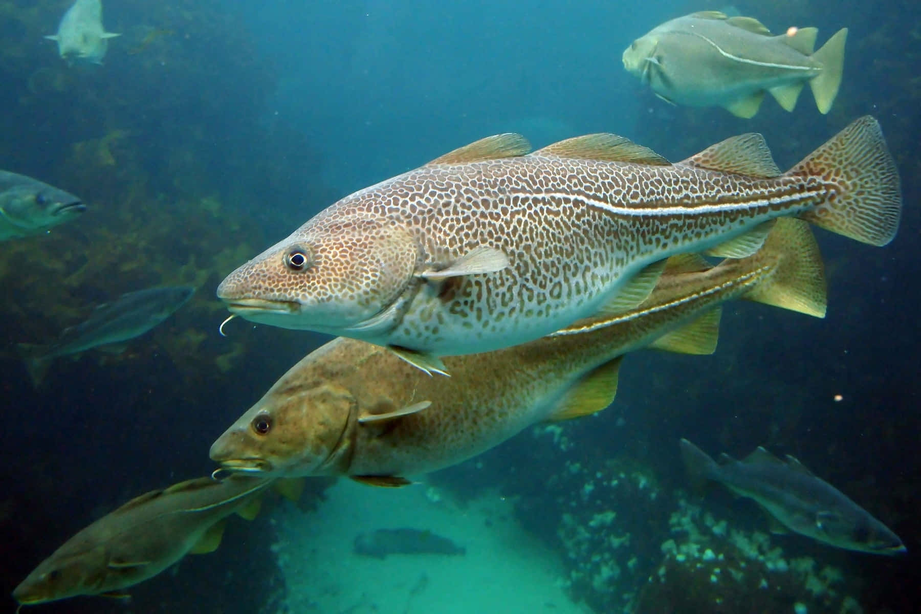 Atlantic Cod Swimming Underwater.jpg Wallpaper