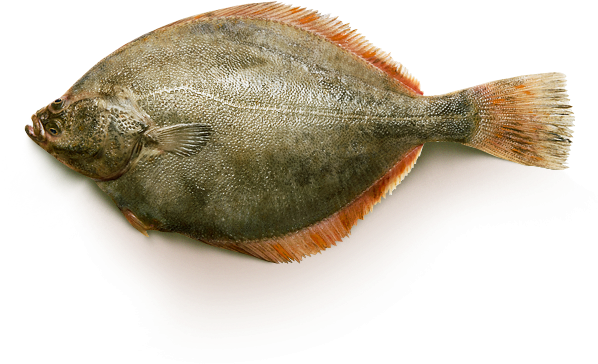 Atlantic Flounder Fish Isolated PNG