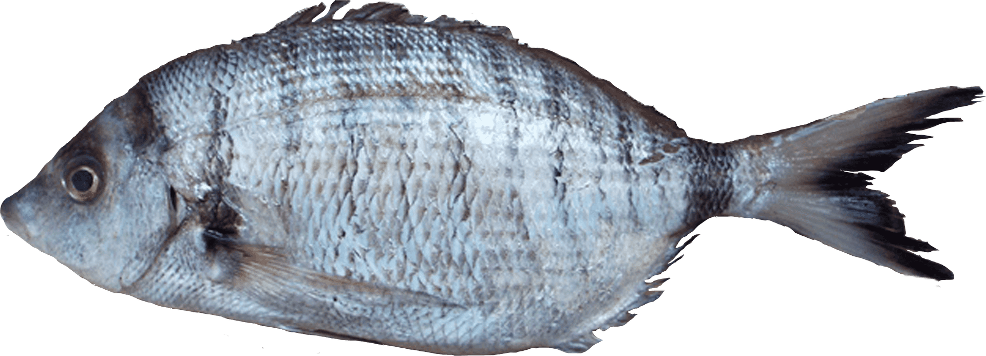 Atlantic Flounder Side View.png PNG