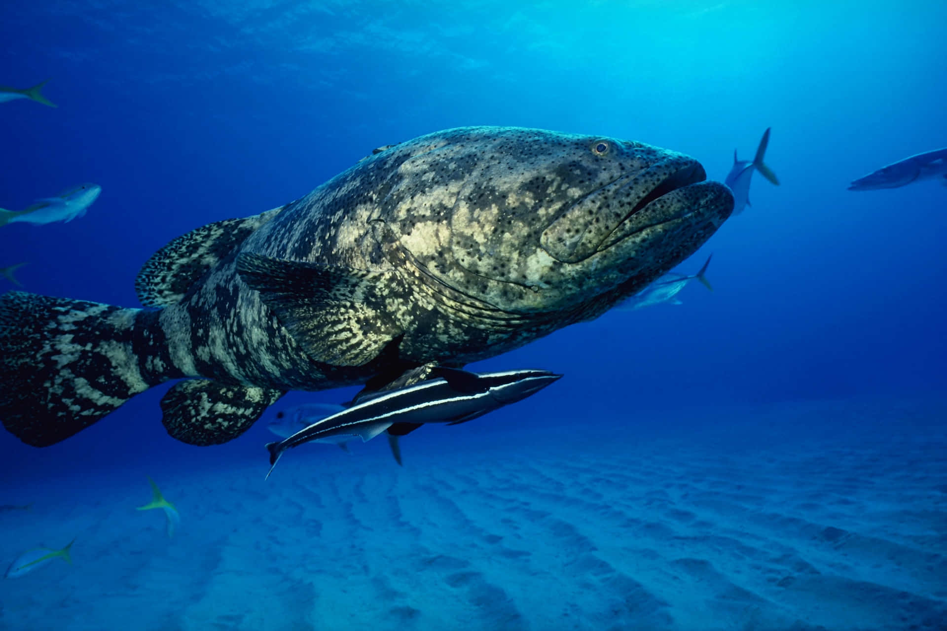 Atlantic Goliath Grouper Underwater Wallpaper