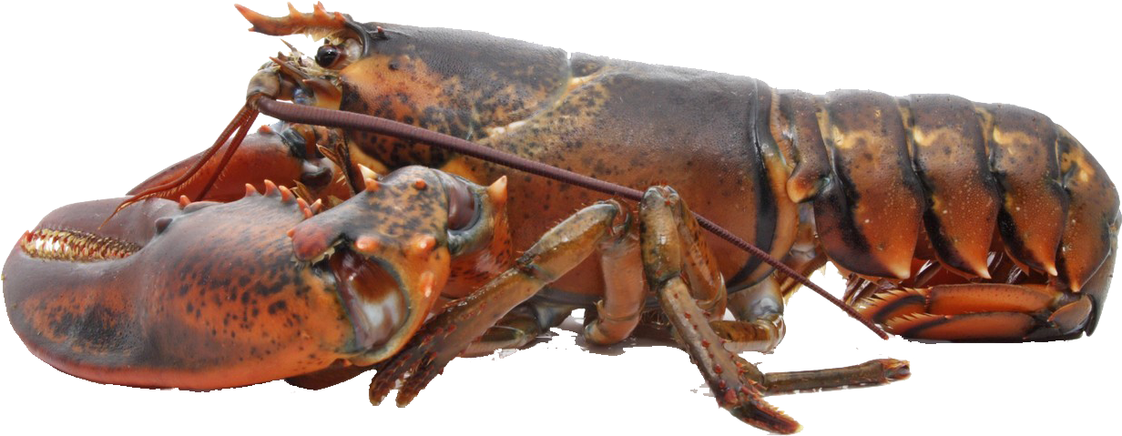 Atlantic Lobsteron Transparent Background PNG