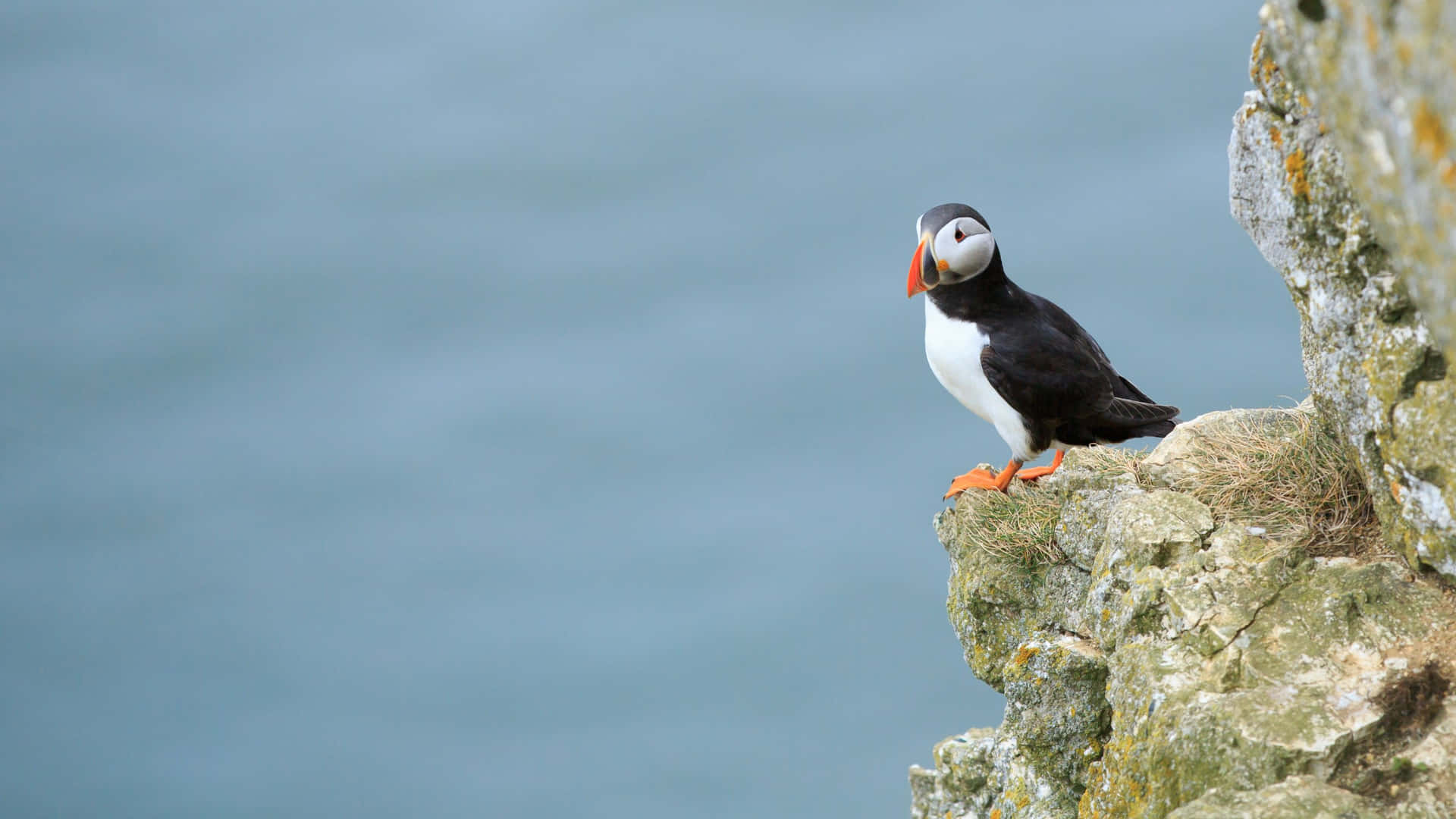 Atlantische Papegaaiduiker Op Klifrand Achtergrond