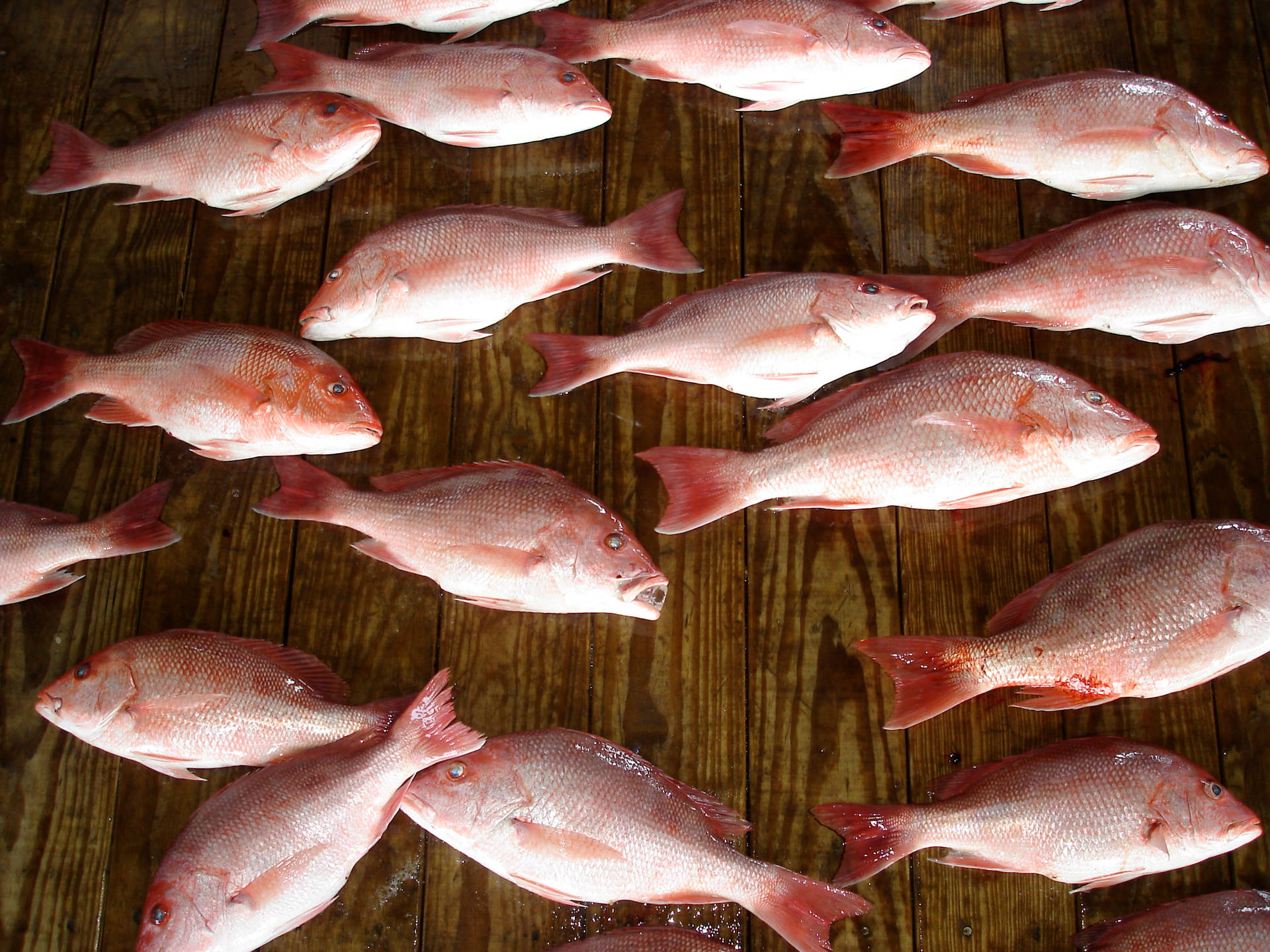 Atlantic Red Snapper Fishes Flat Lay Wallpaper