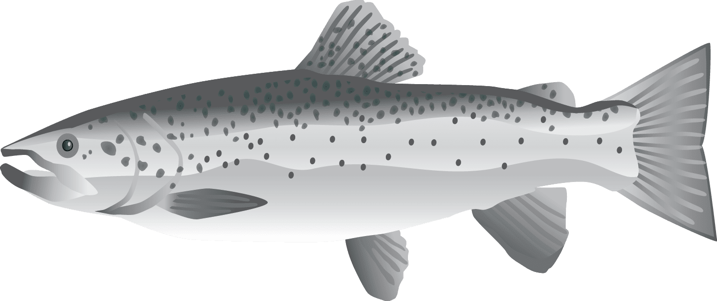 Atlantic Salmon Illustration PNG