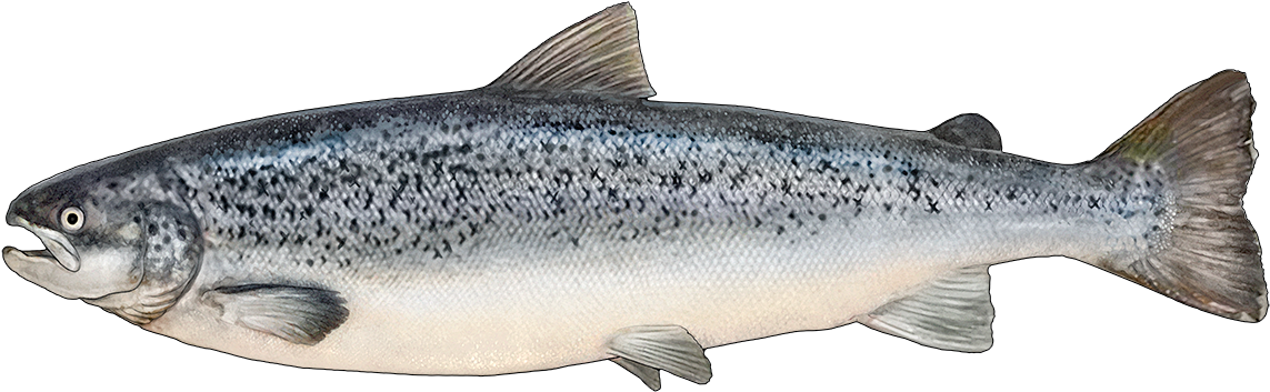 Atlantic Salmon Illustration PNG