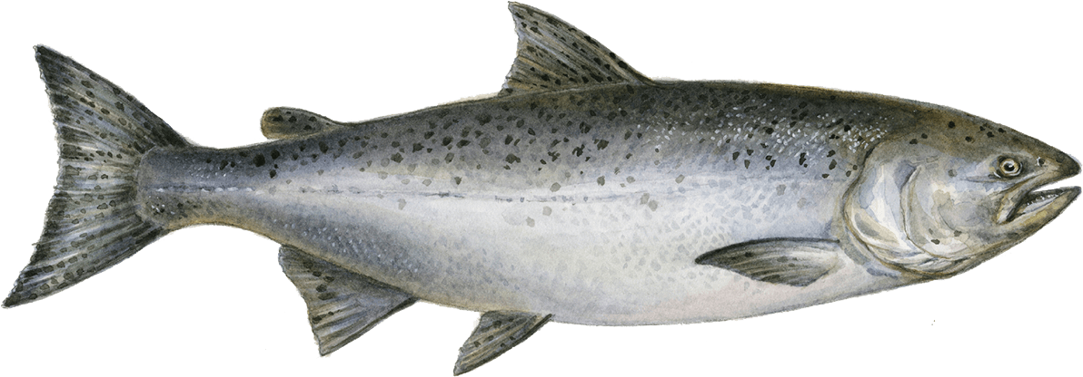 Atlantic Salmon Illustration PNG