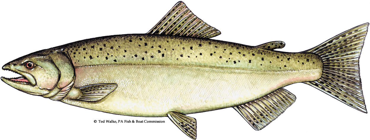 Atlantic Salmon Illustration PNG