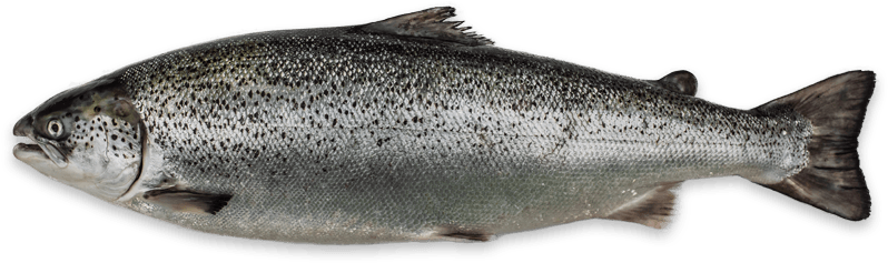 Atlantic Salmon Isolatedon Transparent Background PNG