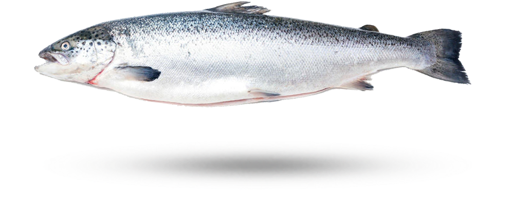 Atlantic Salmon Isolatedon White PNG